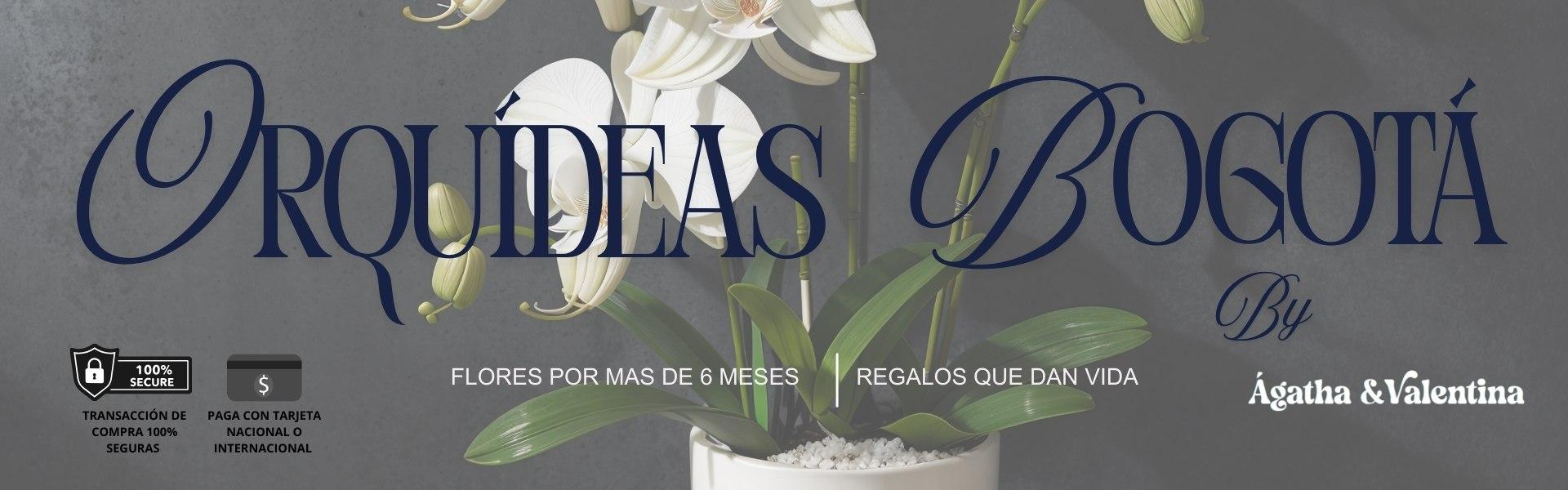 orquideas para regalar 