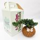 Bonsái de pino en técnica kokedama dentro de caja decorativa de cartón ecológico