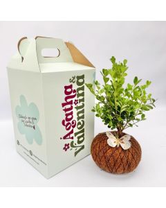 "Bonsái artesanal de buxus con base de musgo natural estilo kokedama" plantas para regalar