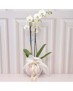 Orquídea Paris | Flores a Domicilio en Bogotá